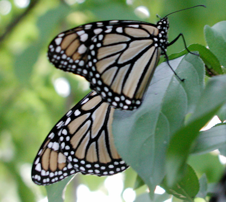 butterfly114