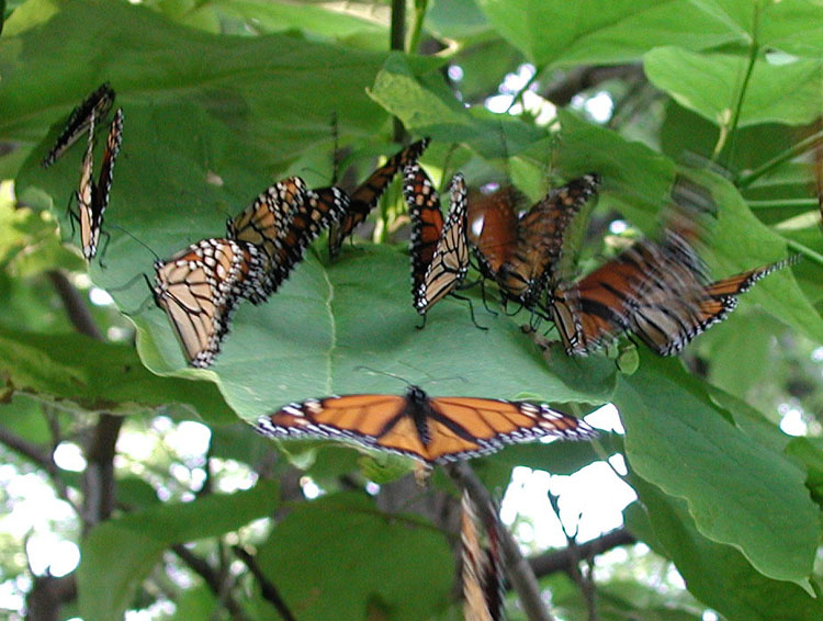 butterfly209