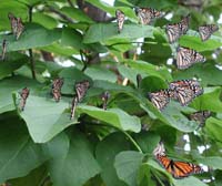 butterfly104