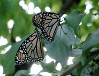 butterfly113
