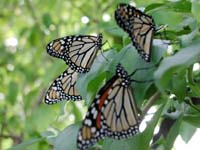 butterfly116
