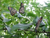 butterfly120