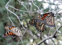 butterfly122