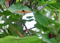 butterfly208