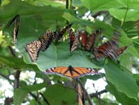 butterfly209