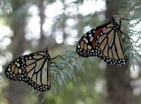 butterfly218