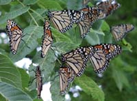 butterfly225