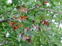 butterfly229