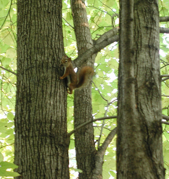 chipmunk2
