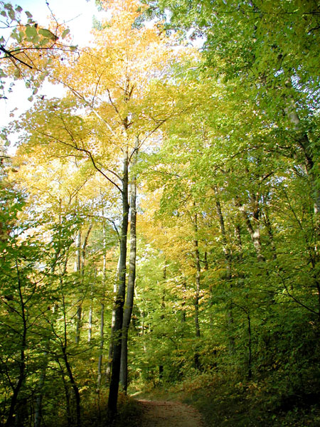 collegeville31