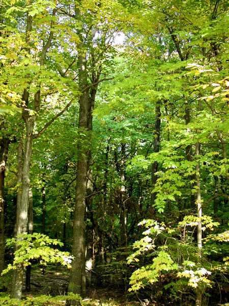 collegeville6