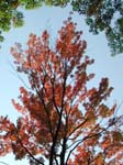 collegeville17