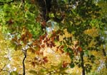 collegeville34