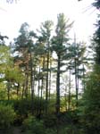 collegeville46